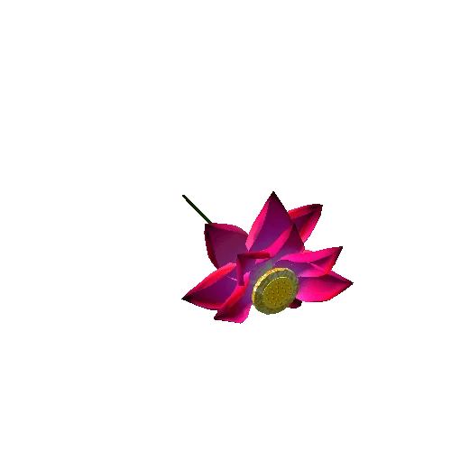 lotus flower 37